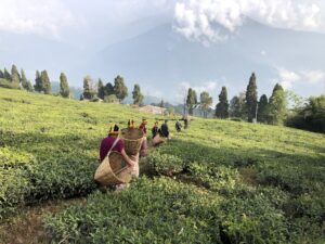 インドの幻の紅茶産地の魅力を日本市場に伝えるプロモーションプロジェクト